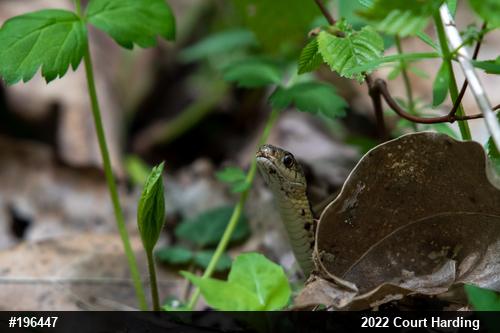 Eastern Gartersnake