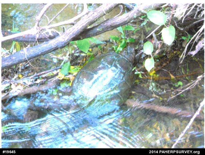 Snapping Turtle