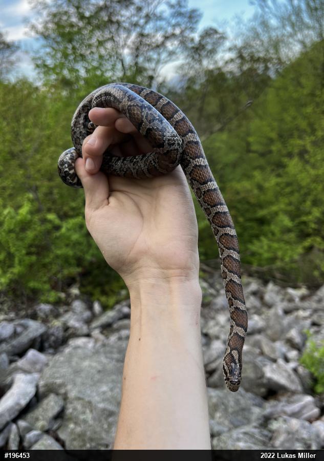 Eastern Milksnake