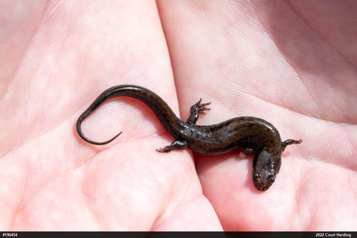 Allegheny Mountain Dusky Salamander