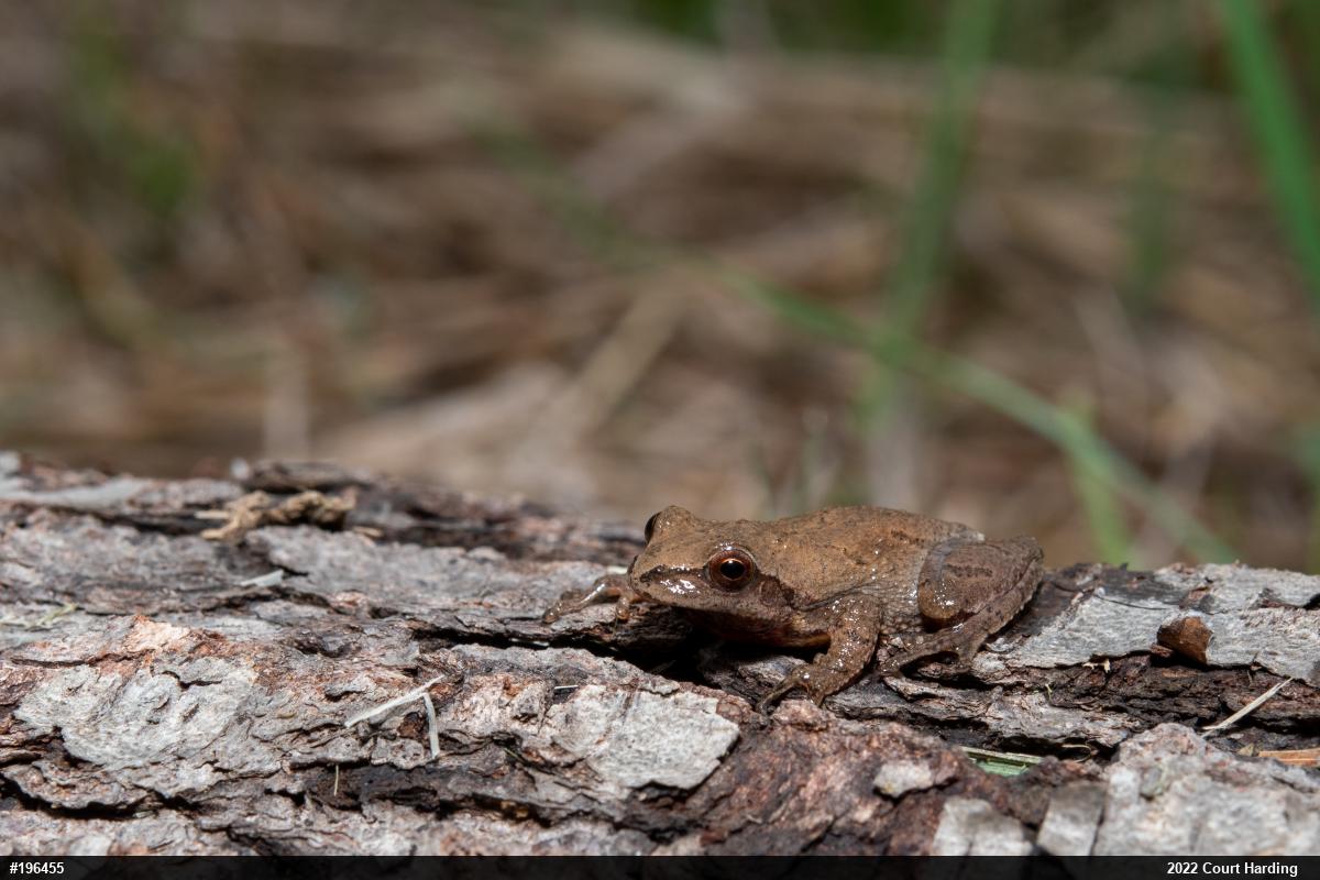 Spring Peeper