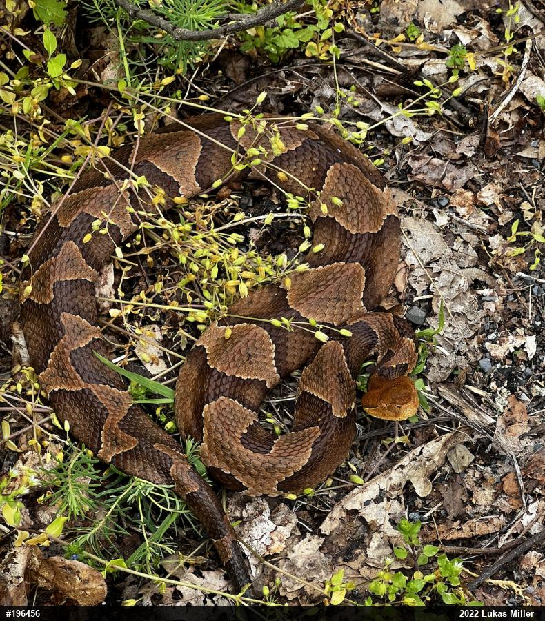 Northern Copperhead