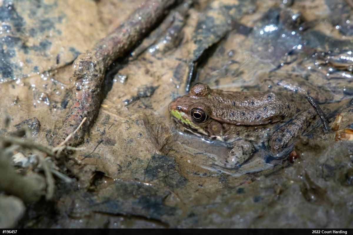 Green Frog