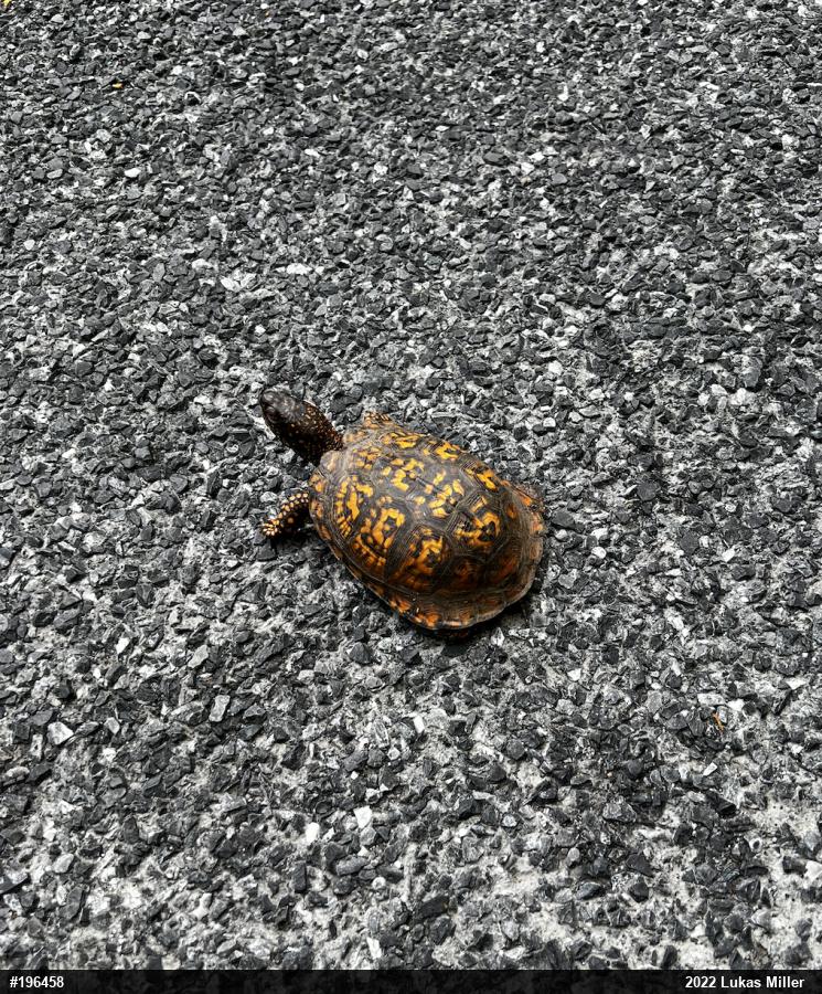 Eastern Box Turtle