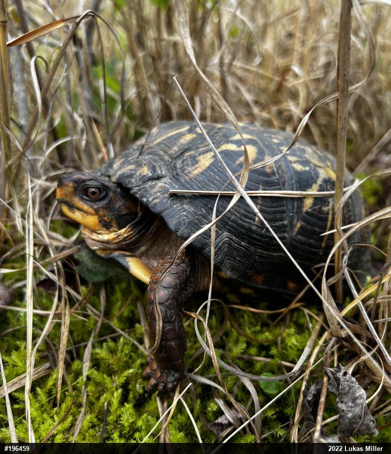 Eastern Box Turtle