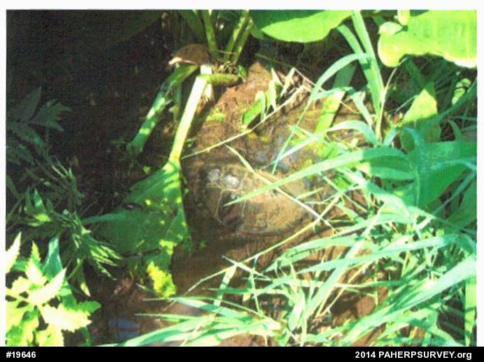Snapping Turtle