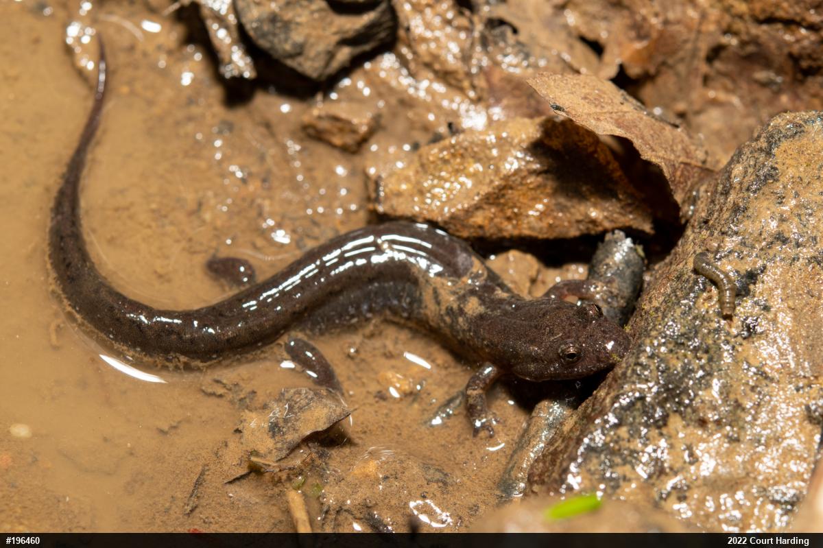 Northern Dusky Salamander