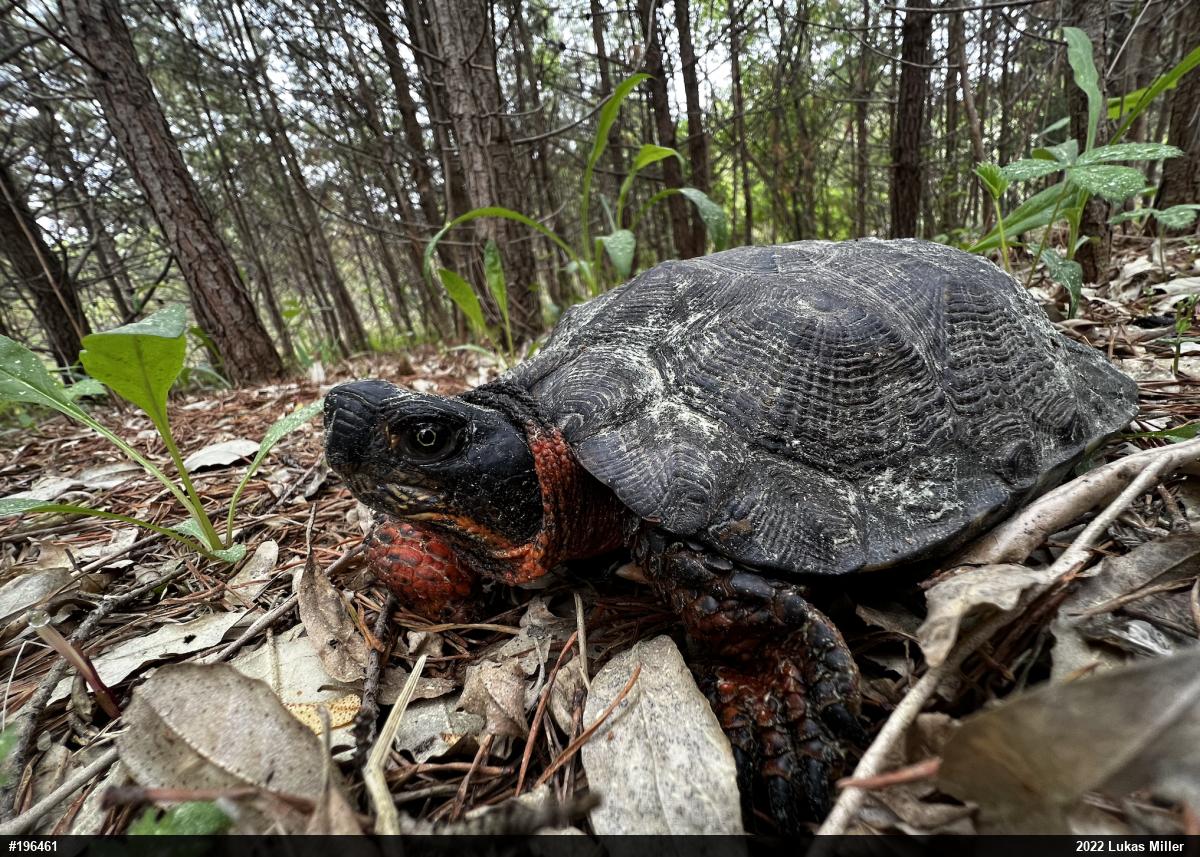 Wood Turtle