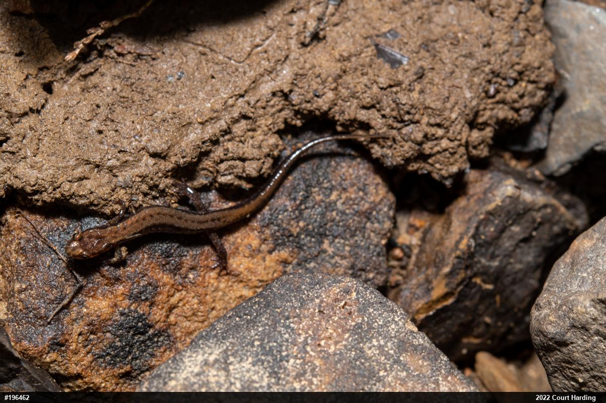 Allegheny Mountain Dusky Salamander