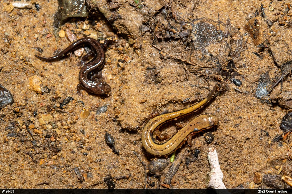 Northern Two-lined Salamander
