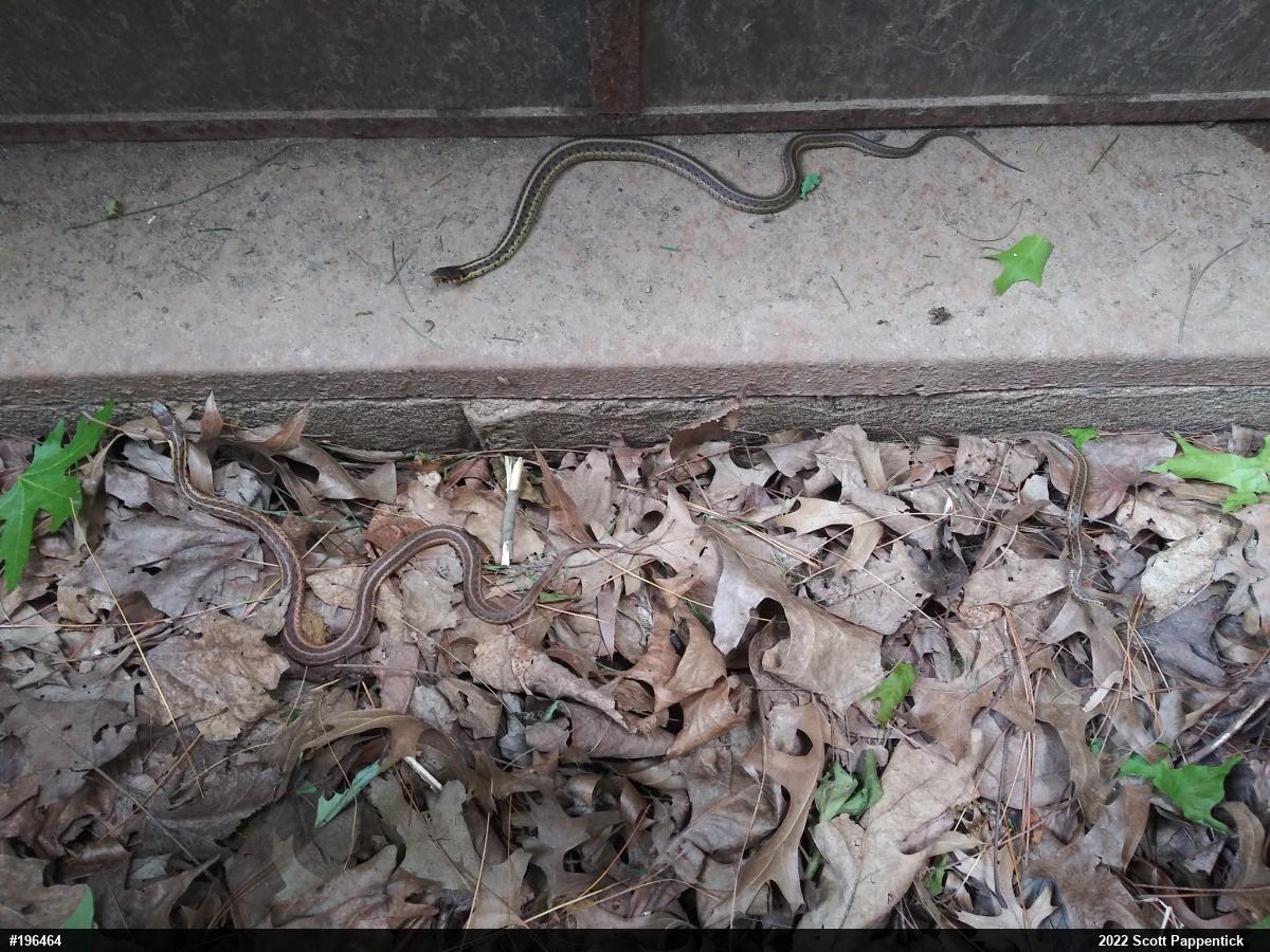 Eastern Gartersnake