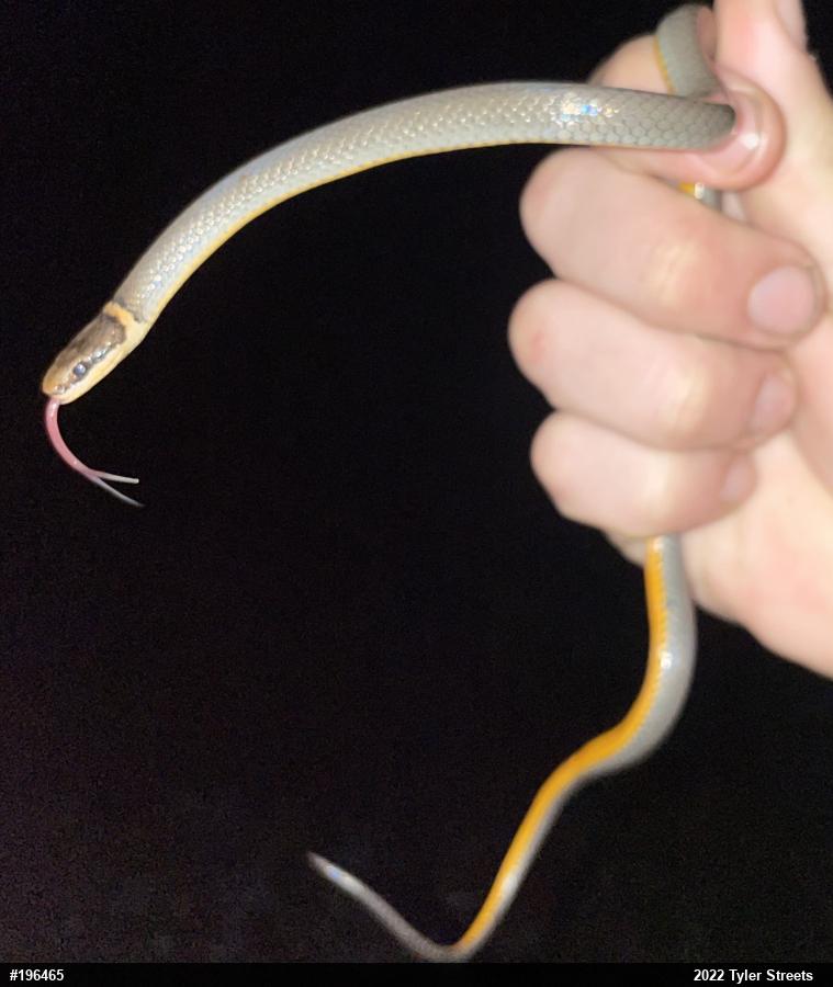 Northern Ring-necked Snake