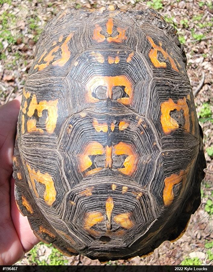 Eastern Box Turtle