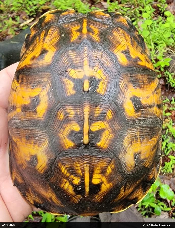 Eastern Box Turtle