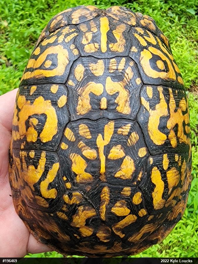 Eastern Box Turtle
