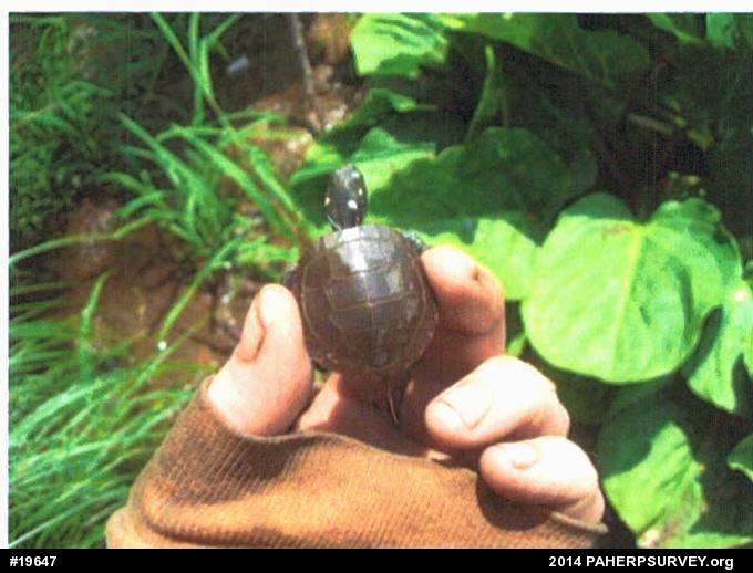 Painted Turtle