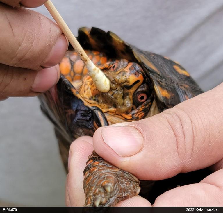 Eastern Box Turtle