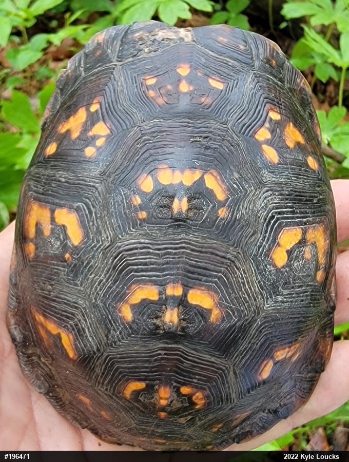 Eastern Box Turtle