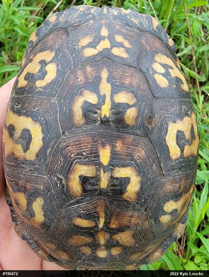 Eastern Box Turtle