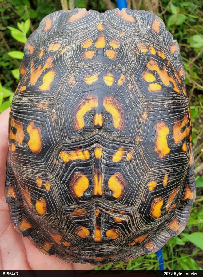 Eastern Box Turtle