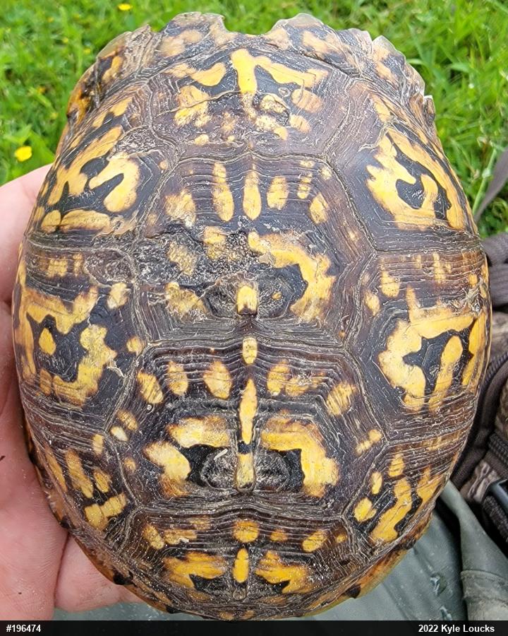 Eastern Box Turtle