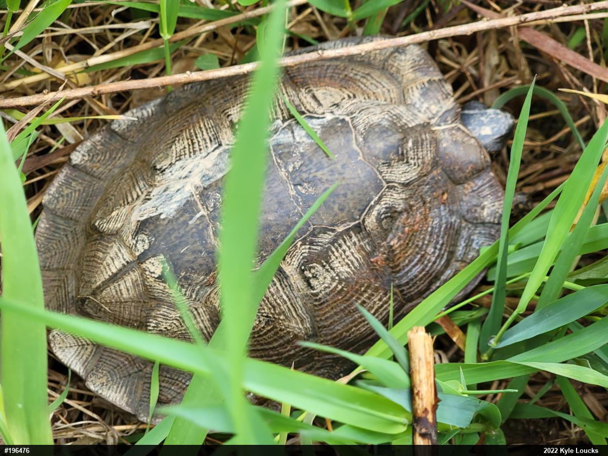 Wood Turtle