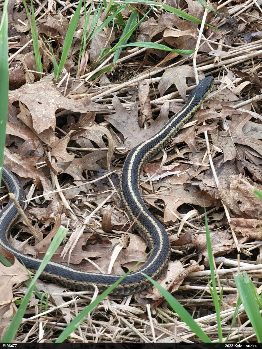 Eastern Gartersnake