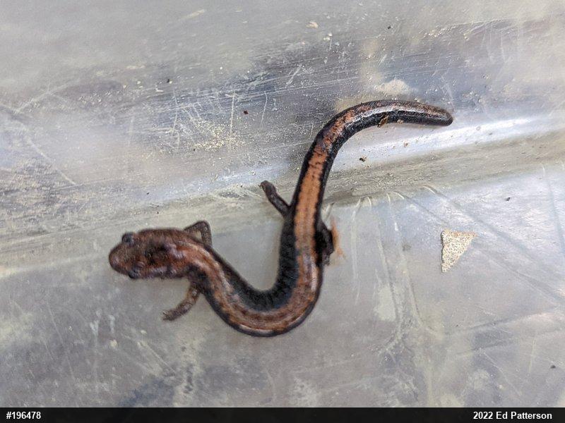 Eastern Red-backed  Salamander