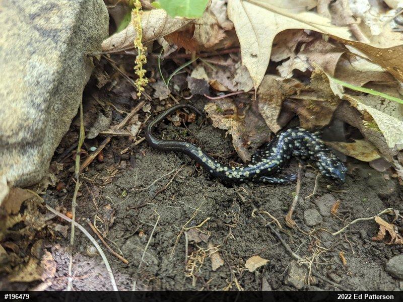 Northern Slimy Salamander