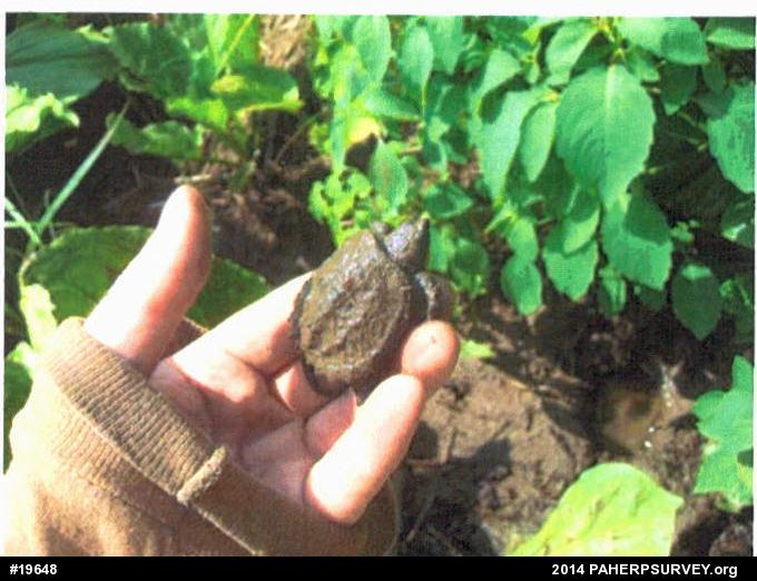 Snapping Turtle