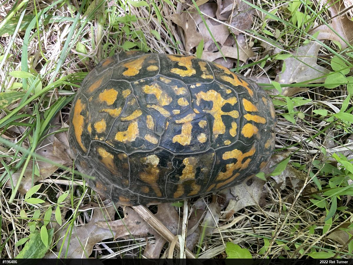 Eastern Box Turtle