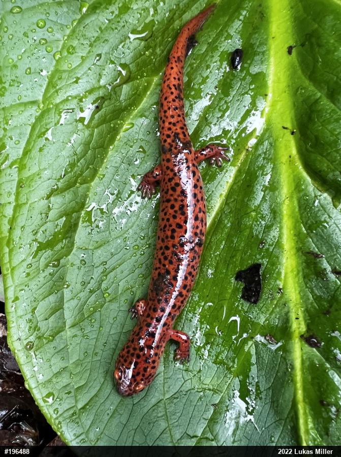 Northern Red Salamander