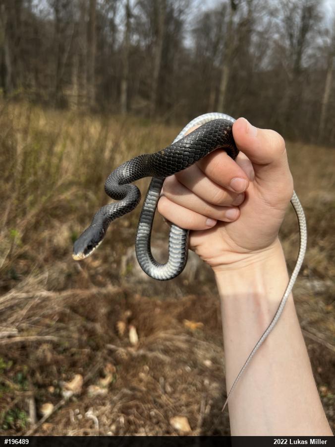 Northern Black Racer