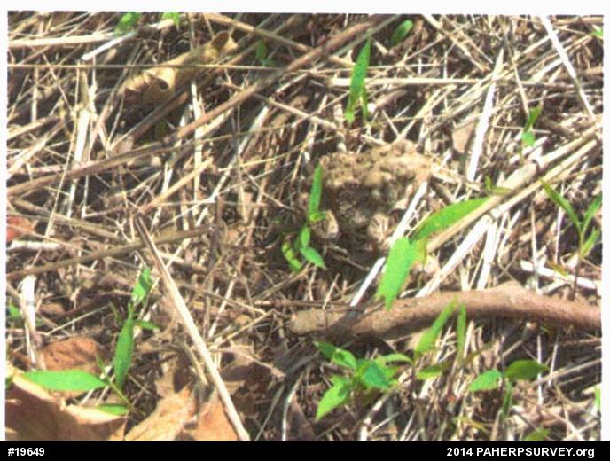 Eastern American Toad
