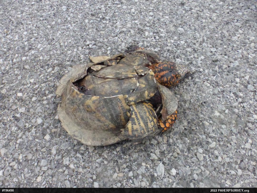 Eastern Box Turtle