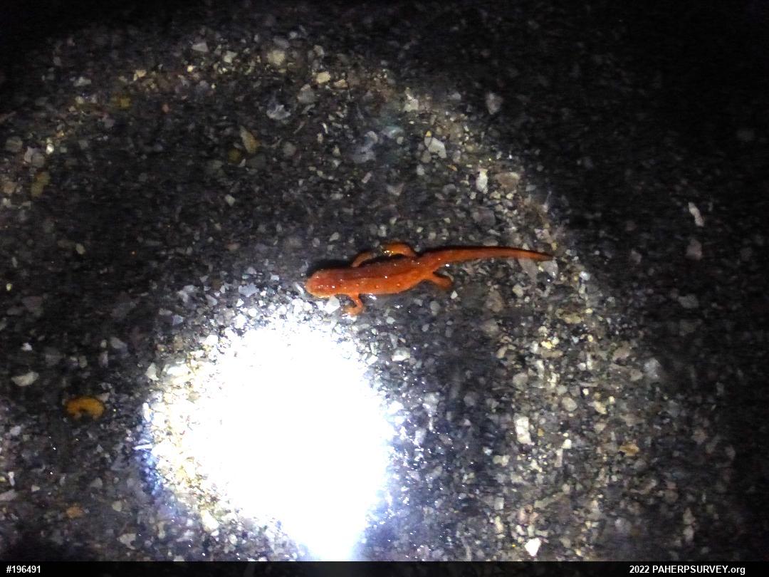 Red-spotted Newt