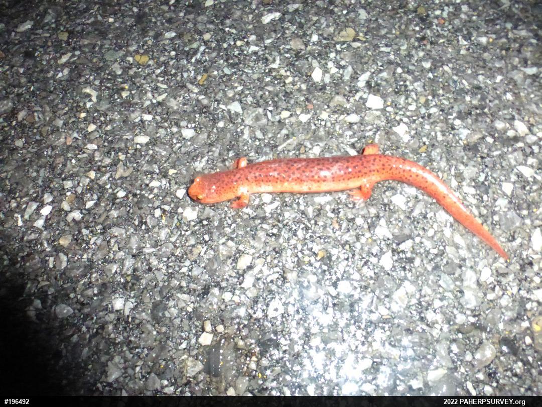 Northern Red Salamander