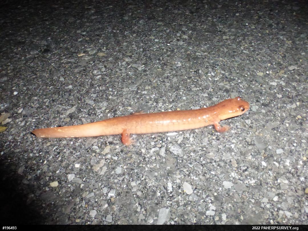 Northern Spring Salamander