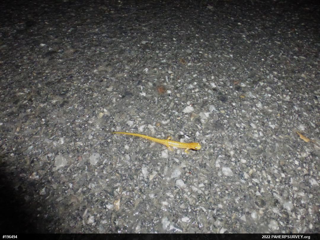 Eastern Long-tailed Salamander