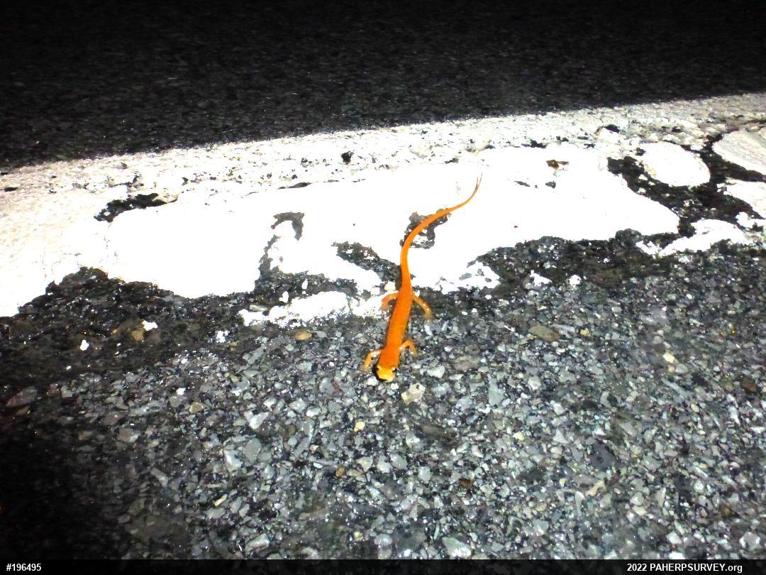 Eastern Long-tailed Salamander