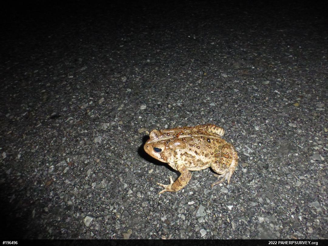 Eastern American Toad