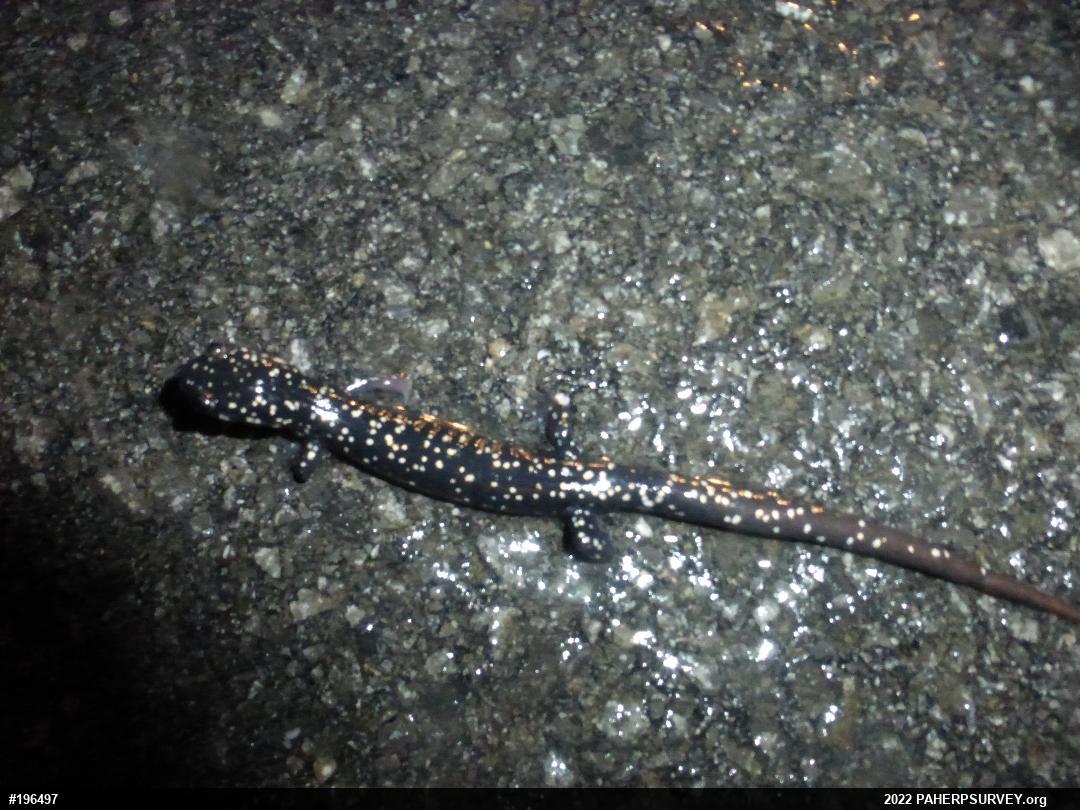 Northern Slimy Salamander