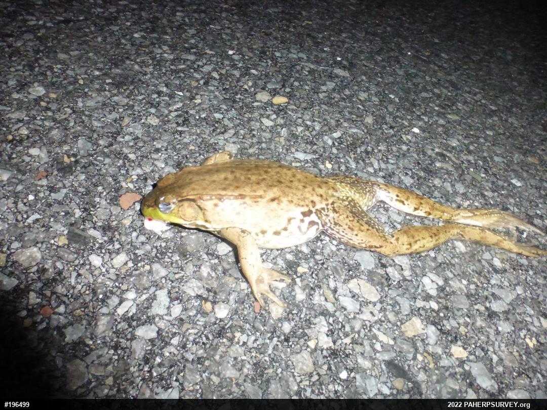 Green Frog