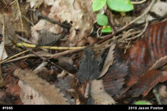Eastern American Toad