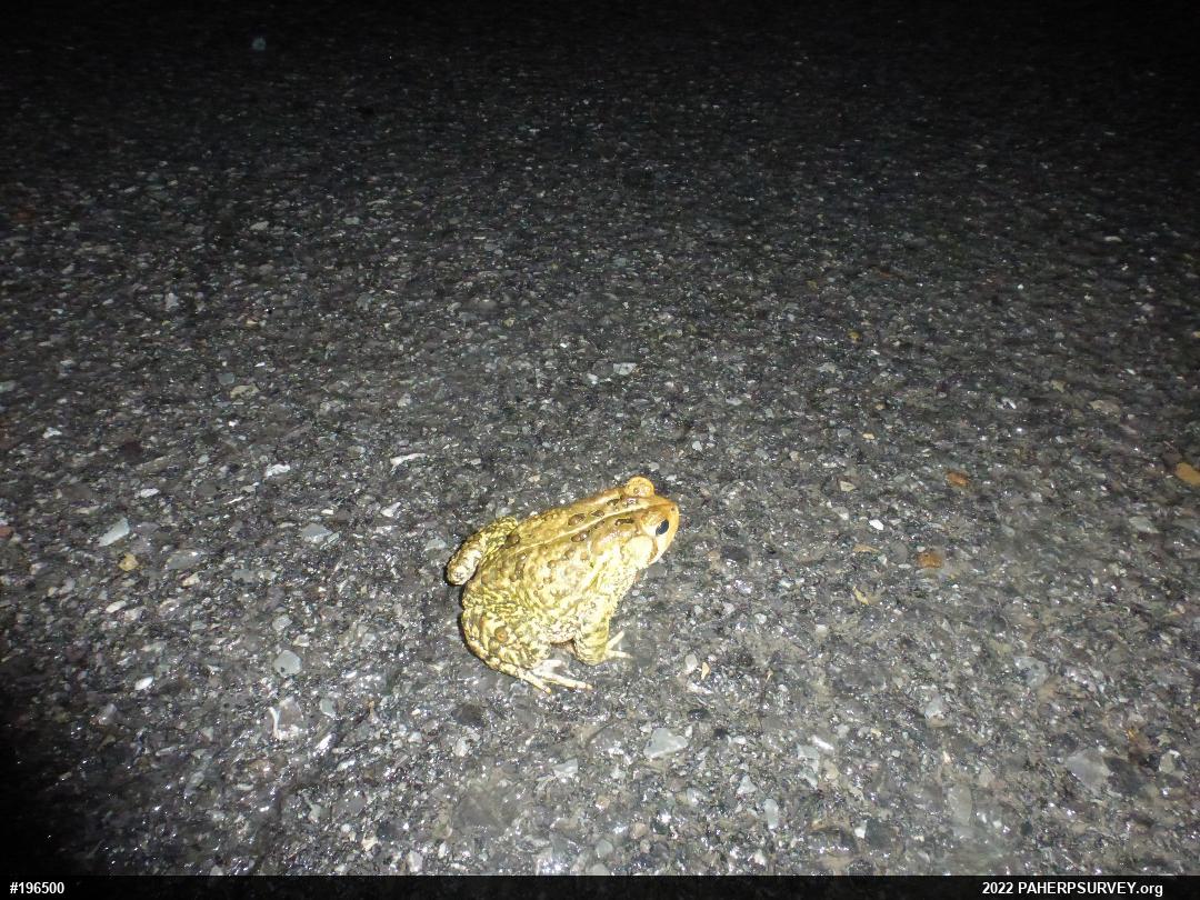 Eastern American Toad