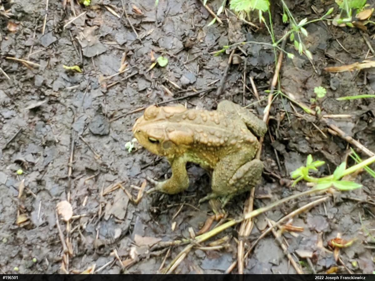 Eastern American Toad