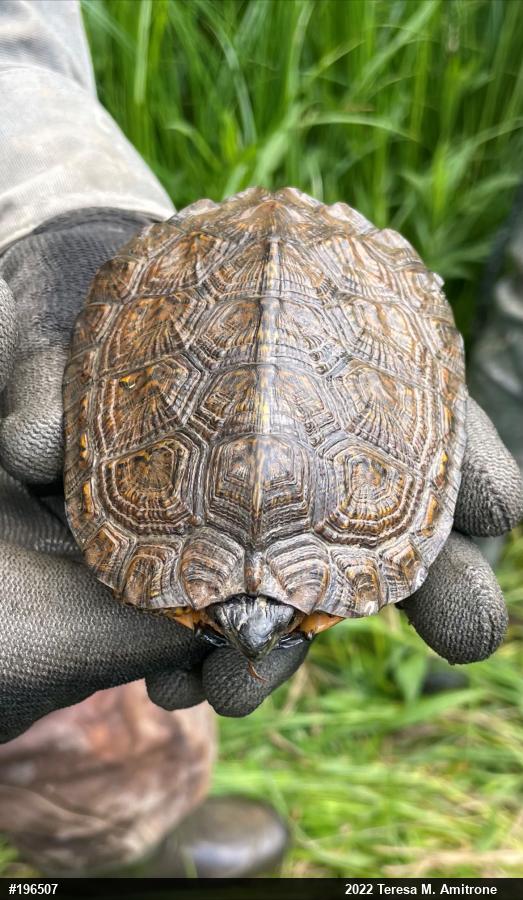Wood Turtle