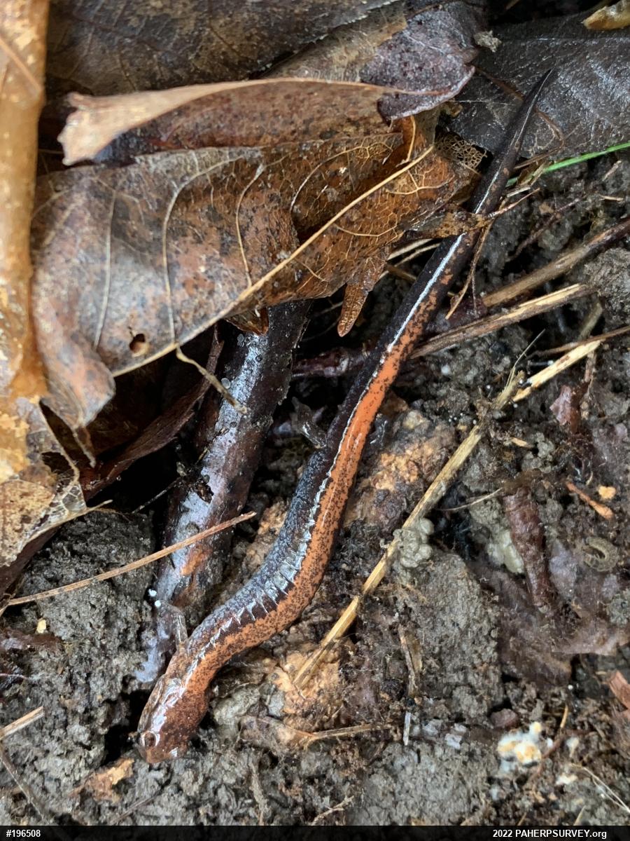 Eastern Red-backed  Salamander