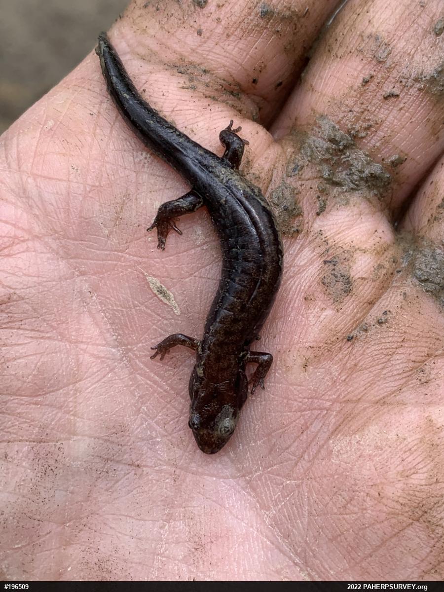Allegheny Mountain Dusky Salamander