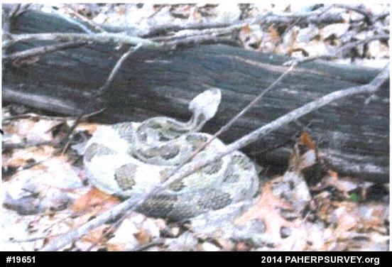 Timber Rattlesnake